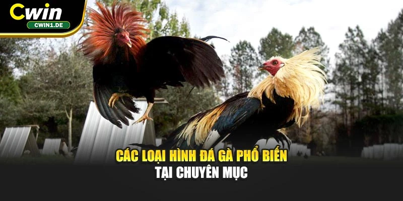 Các loại hình đá gà phổ biến tại chuyên mục