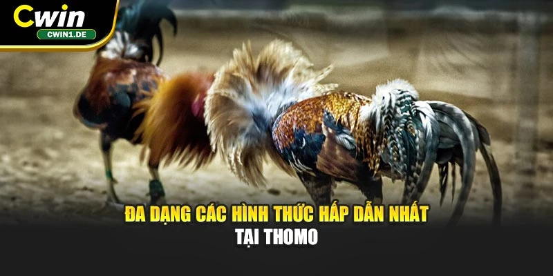 Đa dạng các hình thức hấp dẫn nhất tại Thomo