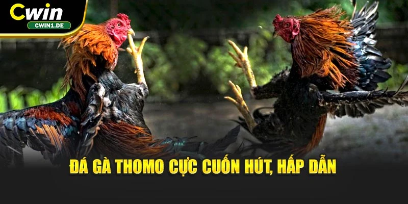 Đá gà Thomo cực cuốn hút, hấp dẫn