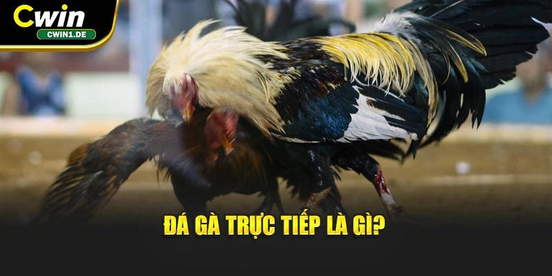 Đá gà trực tiếp là gì?