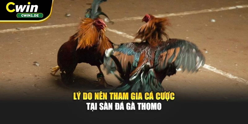 Lý do nên tham gia cá cược tại sàn đá gà Thomo