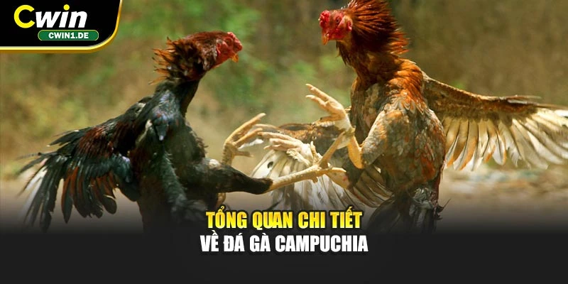 Tổng quan chi tiết về đá gà Campuchia