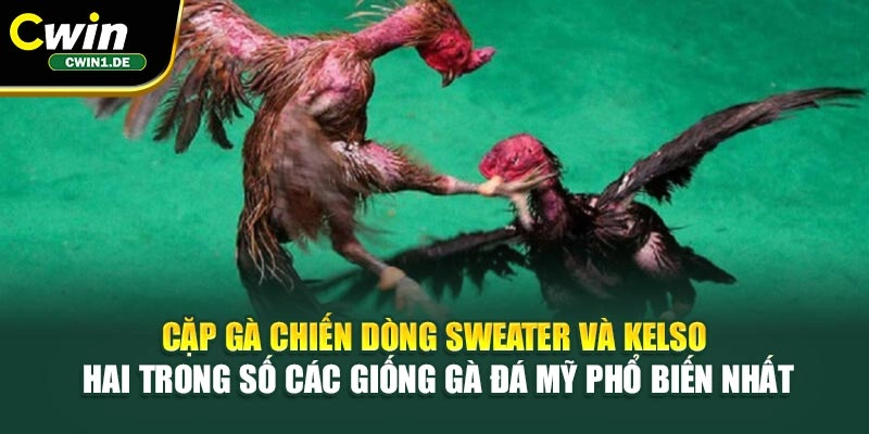 Cặp gà chiến dòng Sweater và Kelso - hai trong số các giống gà đá Mỹ phổ biến nhất 