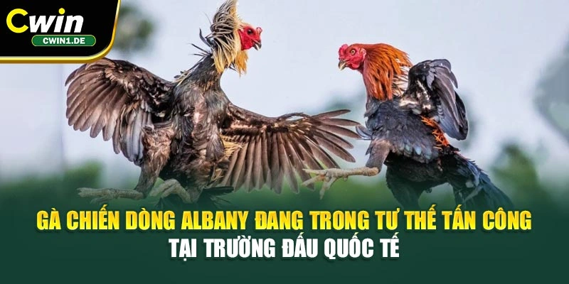 Gà chiến dòng Albany đang trong tư thế tấn công tại trường đấu quốc tế 
